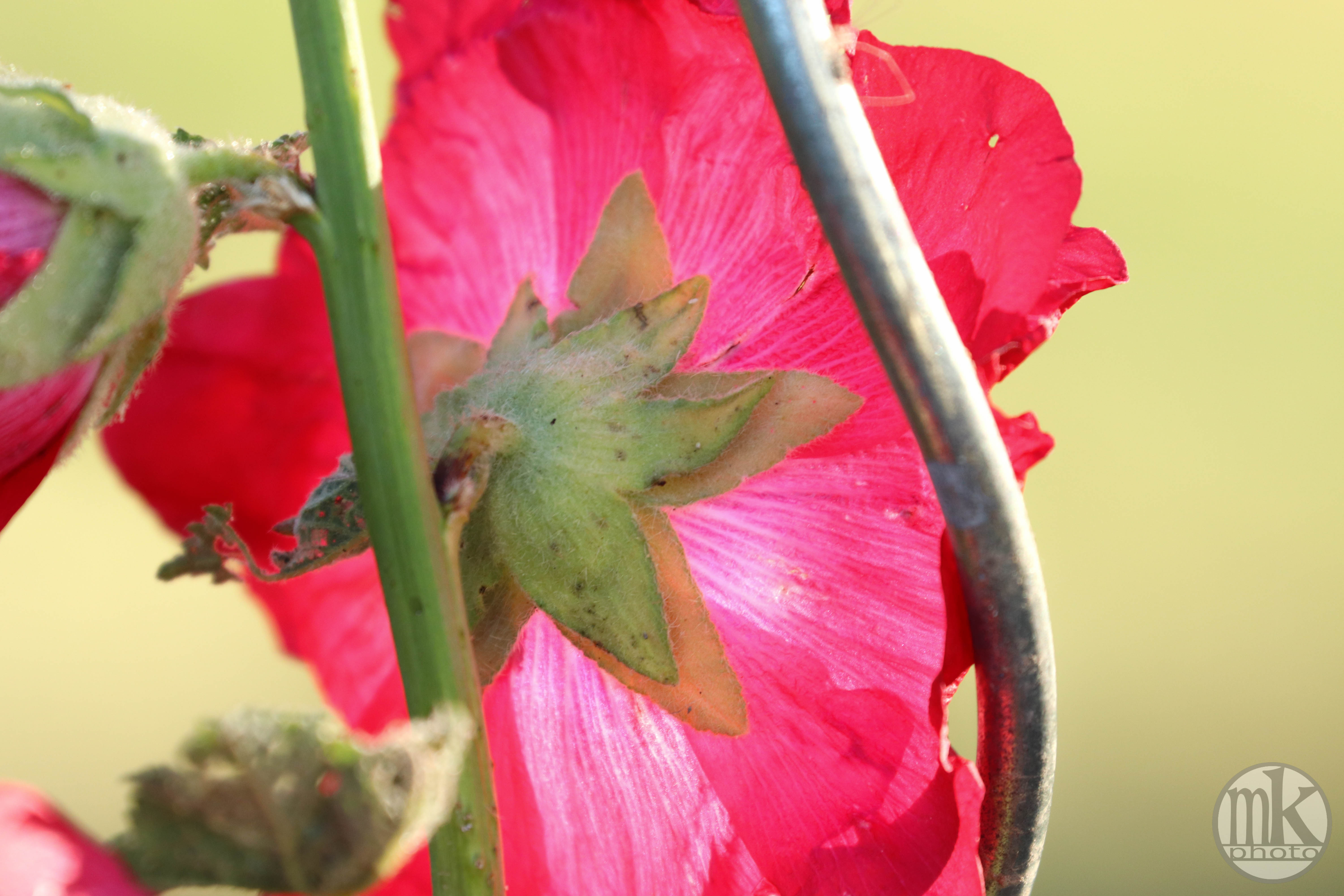 rose trémière, Keranlay, 21 juin 20, 20-22