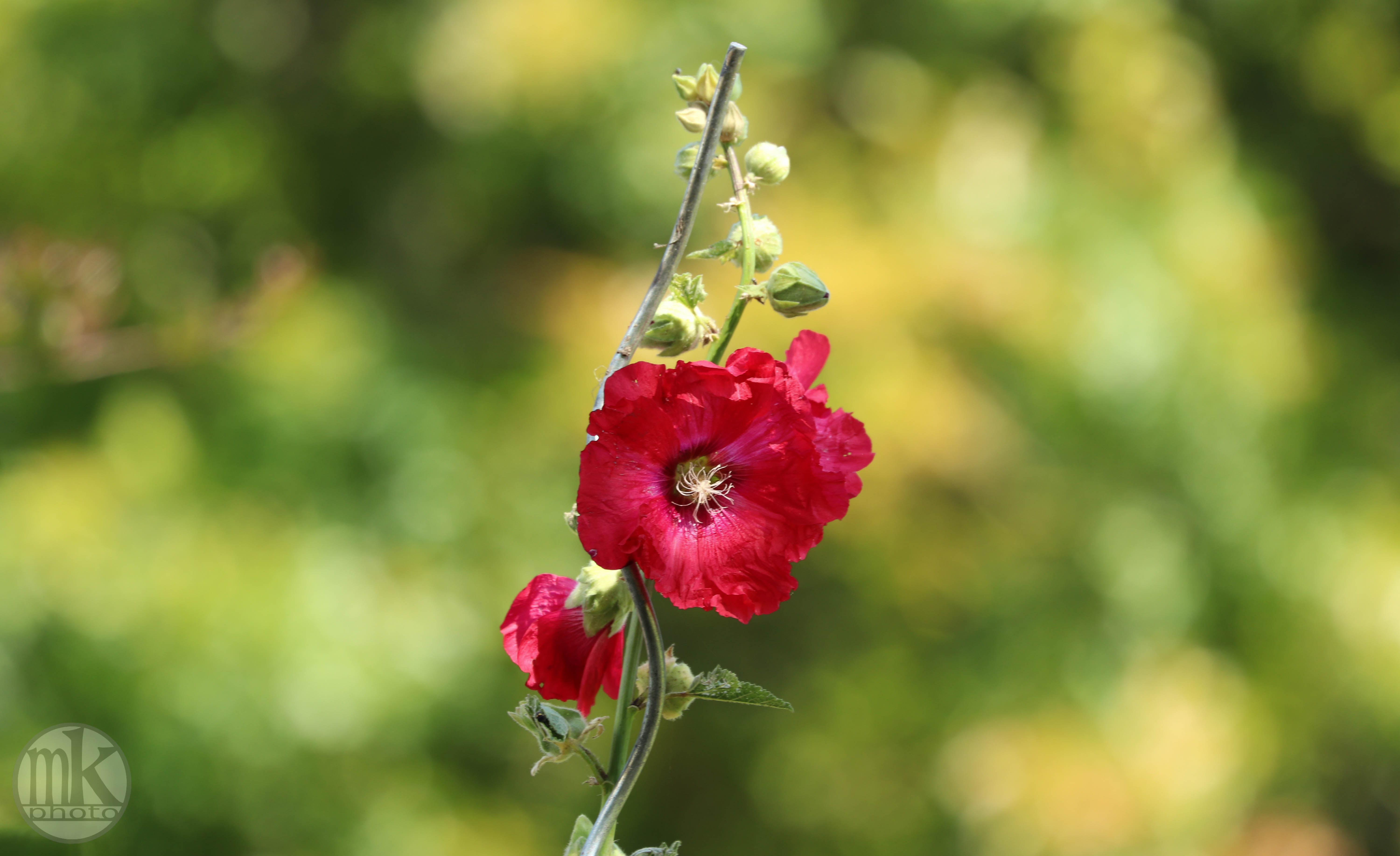 rose trémièrekeranlay, 23 juin 20
